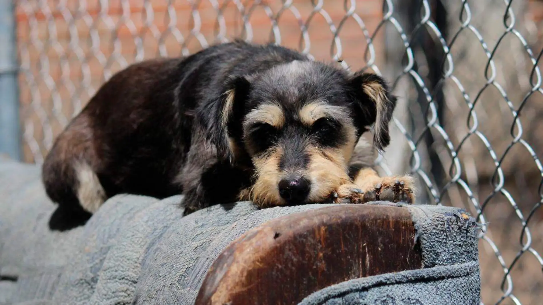 perrito de refugio huellitas del alma en Cholula